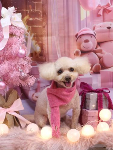 20241204もものすけくん